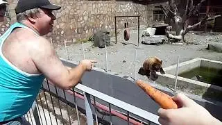 Тебердинский заповедник (медведь Тайсон)