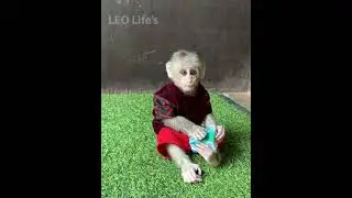 Leo drink milk ❤️❤️❤️❤️💕💕💕💕