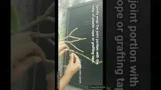 Result of grafting hibiscus #viral #ytshorts