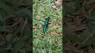 Inseto Verde Metálico