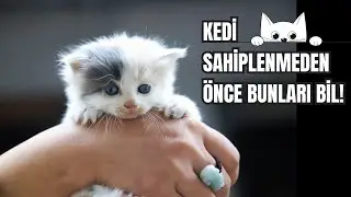 🐱 Kedi Sahiplenmeden Önce Mutlaka Bilmen Gerekenler! 🏡