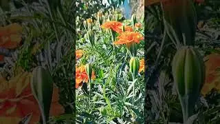 БАРХАТЦЫ ЧУДО ПОЛЬЗА ДЛЯ ГЛАЗ #интересно #факты #shorts