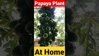 Amazing papaya tree 😱🤯#shorts #shortvideo #viral