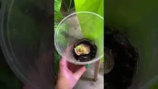 Эксперимент с луком