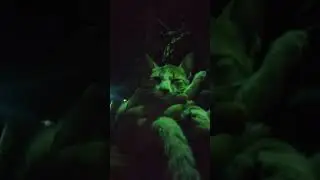 Stray Kitten Slept in Lap at Midnight