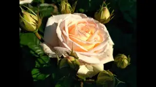 Роза 