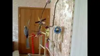 Болтающий, поющий и орущий попугай Кима.