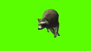 Raccoon || 3