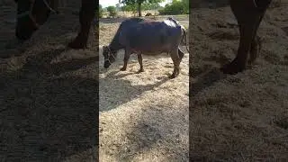 mera gav | मेरा गाँव । my village life | gav ki subah | गांव की सूबह#nature #farming #villagelife