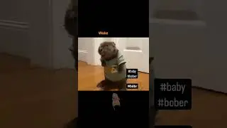 #beaver