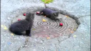 Котятки у подъезда