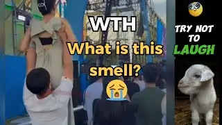 Top Unbelievable accidents | The sheep reaction (p37) #reaction #funnymoments