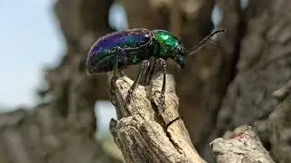 Листоед азиатский (Chrysochares asiaticus)