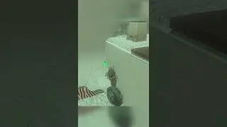 I don't think this is the intended strategy [Zelda: Tears of the Kingdom] 