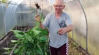 САША СОБРАЛ ПОСЛЕДНИЕ 🥒🫑ВЫРВАЛ ВСЕ.