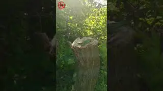 эти забавные животные: наконец то пришло тепло/ пень да ящерица