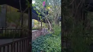 Турция, Белек, Selectum Family Resort 5* (территория и др.), 10.07.24 - 20.07.24.