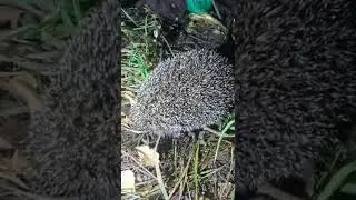 Ёж ночью в лесу