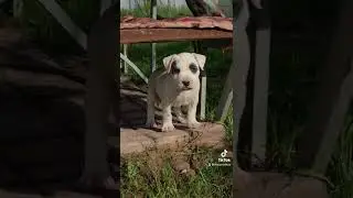 Мальчик амстафф ищет мам-пап