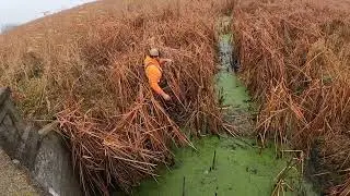 Muskrat trapping, first check!