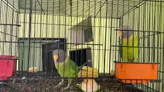 Plum Headed Parrot Talking || Bolne Wala Tota || Bolne Wala Mithu 🦜