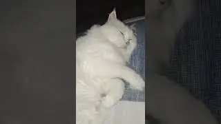 Spoil #cat #catofyoutube #catlover