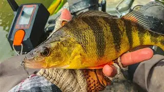 Micro Fishing ( Catch Cook Clean )