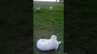 Алабаи и бараны.