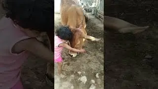 choti gaiya#trending