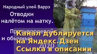 Народный улей Варрэ. Противороевой отводок и обычный отводок налёт на матку.