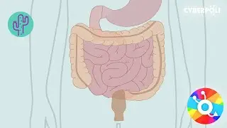 Darmwand en IBD