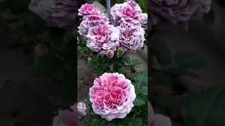 Слайд-шоу. Мой розовый сад        4 часть
