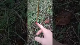 Результат весенней коппулировки на черный орех