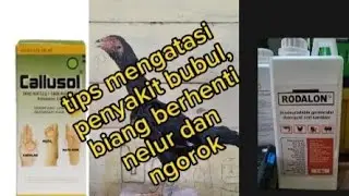 tips, mengatasi penyakit bubul, ngorok dan biang yang berhenti nelur, dijamin 80% berhasil