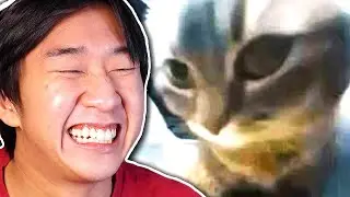 Discord Memes But Chipi Chipi Chapa Chapa
