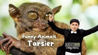 Tarsier - by Aleksey Igudesman