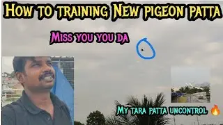 How to training new pigeon patta 