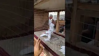 Птичий рынок Андижане