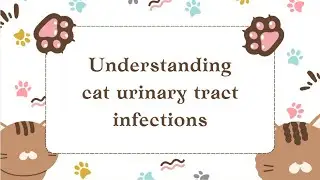 Understanding Cat Urinary Tract Infections | Signs, Causes & Treatment Tips (UTI in Cats)
