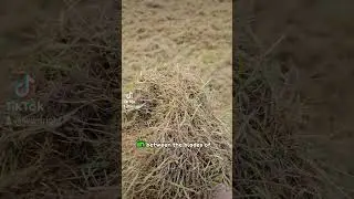 Scarifying a THICK MOSSY LAWN 