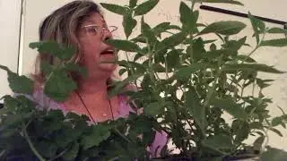 תמי גולדשטיין מדיטציית חזרה לחיים קודמים