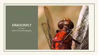 Dragonfly || Short Video