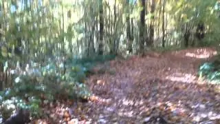 В осеннем лесу на трехколесном электровелосипеде