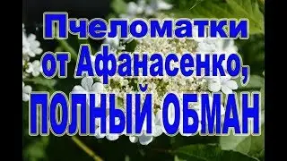 Пчеломатки от Афанасенко - каких маток мы покупаем.