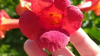 Размножение сортового КАМПСИСА черенками, который поросль не даёт 🌱👈