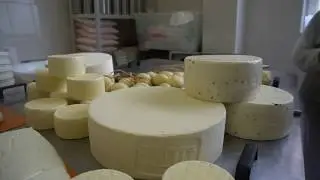 Семинар по сыроделию в компании Сфоджиа