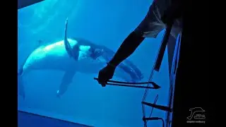 Dolphins' Day 2017. Saint Petersburg