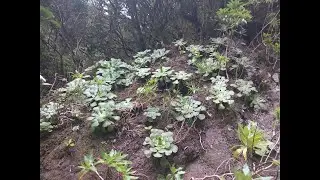 La Gomera