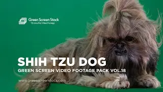 Fashion Shih Tzu Dog – Green Screen Video Footage Pack 