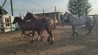 К жеребцу привели породистую кобылу